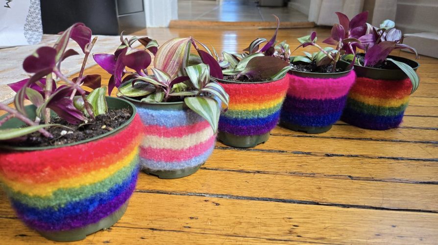 Five pots of tradescantia in felted cozies in rainbow, trans pride, and bi pride colors.